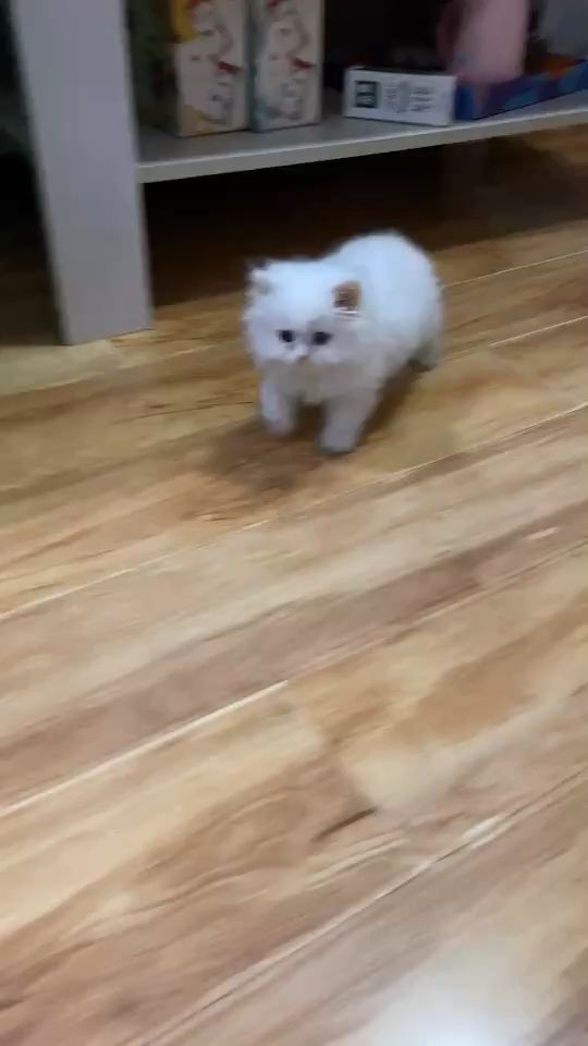 长毛银点，可爱宠物猫品种。