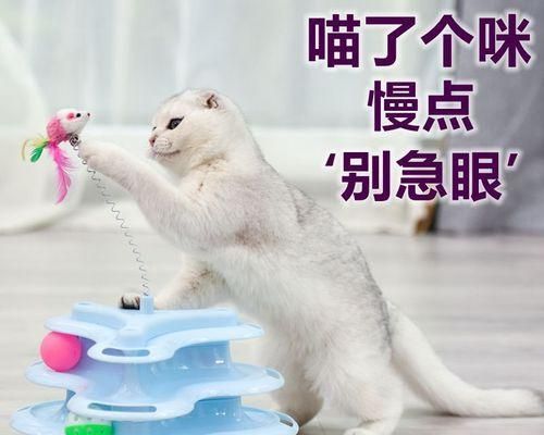 猫最喜欢什么玩具图片？如何挑选猫咪最爱的玩具？