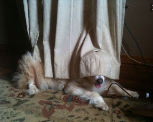 宠物狗细小病治疗,猫咪眼病鉴,养宠必备攻略!