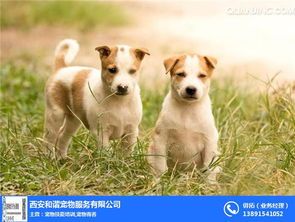 宠物狗产仔,营养均衡是关键。