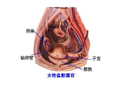 宠物狗眼肉瘤，及时就医是关键！