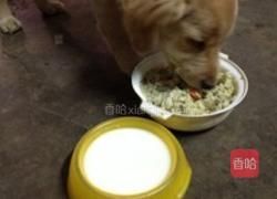狗狗生娃后,营养餐单来啦!