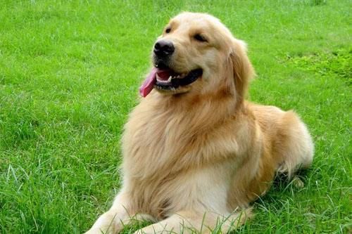 “金毛幼犬,每餐20-30g,适量增减。”
