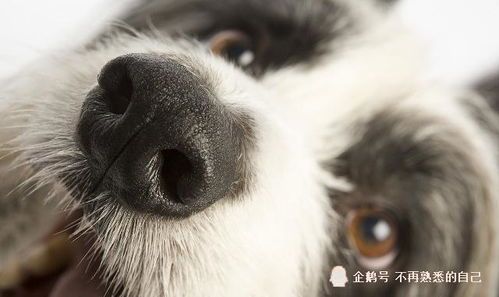 宠物狗流鼻血，可能是鼻腔受伤或疾病引起。