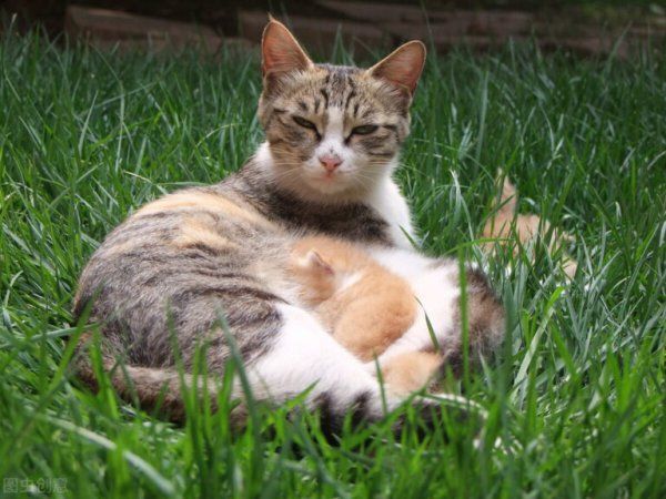 大猫在什么情况下会吃小猫
