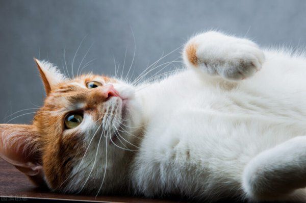 大猫在什么情况下会吃小猫