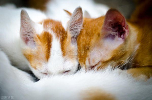 大猫在什么情况下会吃小猫