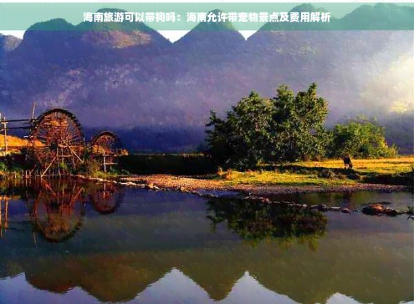 海南旅游可以带狗吗：海南允许带宠物景点及费用解析