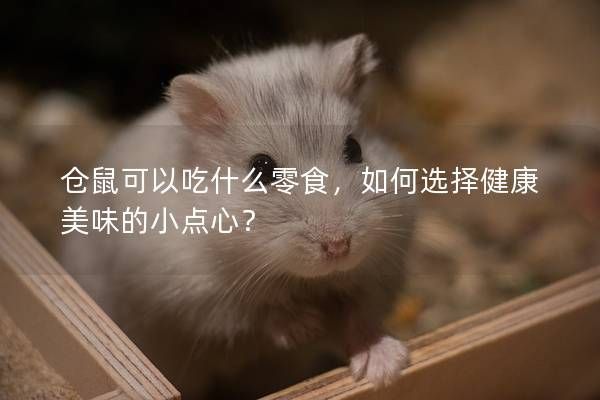 仓鼠可以吃什么零食，如何选择健康美味的小点心？