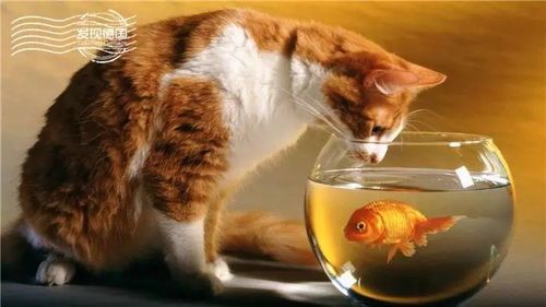 宠物猫鱼食谱,简单易学,营养满分!