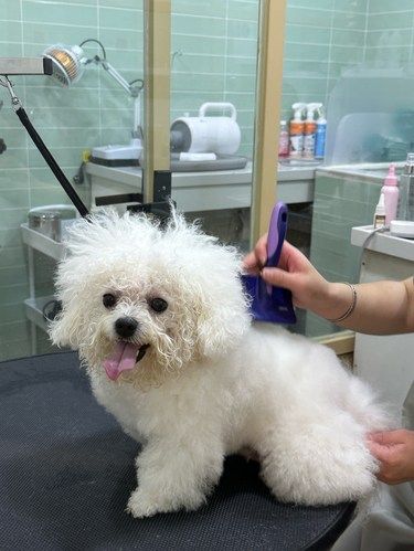 南京 毛孩子的第二个家！！