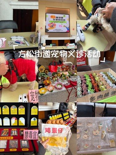 方松街道宠物义诊活动
