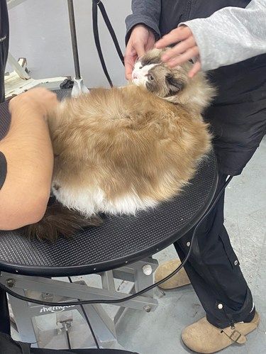 暖心怀抱～猫咪美容时