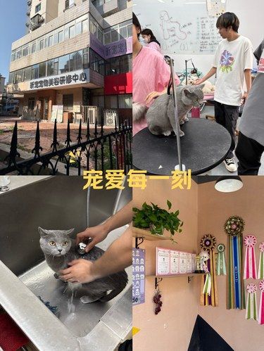 我的猫咪洗护笔记