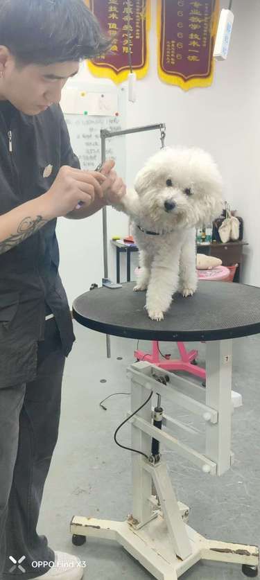 宠物美容小心得