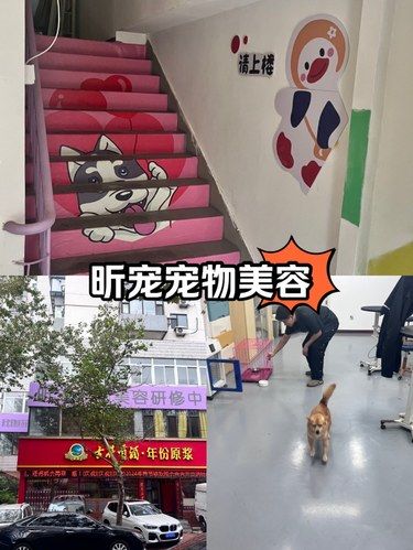 昕宠宠物美容