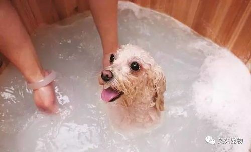 “宠物SPA，频率知多少？#宠物护理#”