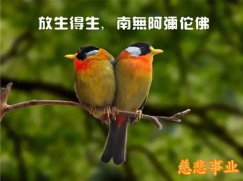 揭秘宠物鸟如何识别公母：科学解读与实用指南