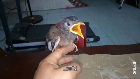揭秘宠物鸟如何识别公母：科学解读与实用指南