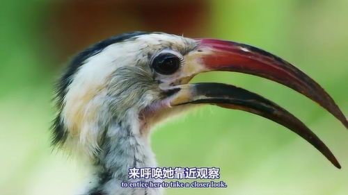 揭秘鸟儿的奇妙呼唤:解锁宠物鸟的独特鸣叫艺术
