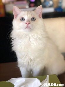 异国短毛猫寿命约12-15年,宠物伴侣。