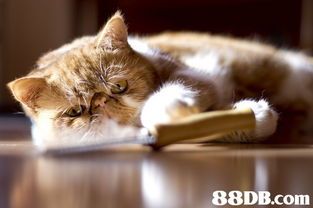 异国短毛猫寿命约12-15年,宠物伴侣。