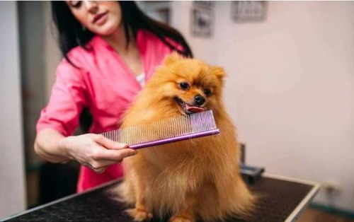 宠物美容师薪资揭秘，宠物寿命排行，猫病预防攻略！