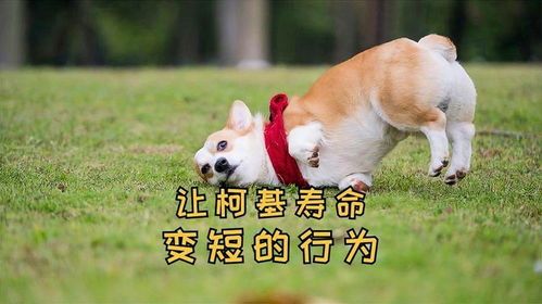 柯基寿命约12-15年，宠物相伴时光珍贵。