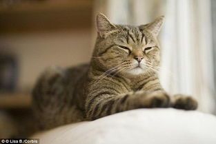 宠物橘猫平均寿命有多久？