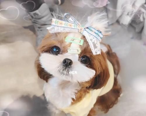 以西施犬寿命为警钟，珍惜你的爱宠（宠物也有寿命，怎样延长宠物寿命？）
