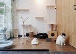 北京周边宠物狗寄养 24小时咨询电话