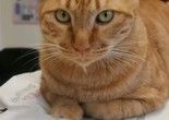 昌平提供宠物寄养单独房间散养猫猫狗狗长期包月寄养可接送