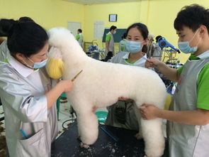 成都宠物美容培训，训导员前景广阔，狗狗科目丰富！