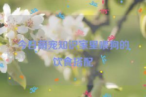 今日萌宠知识家里喂狗的饮食搭配
