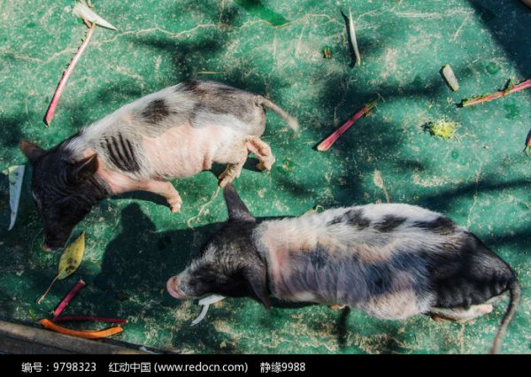 两头黑头黑腚白身宠物猪图片