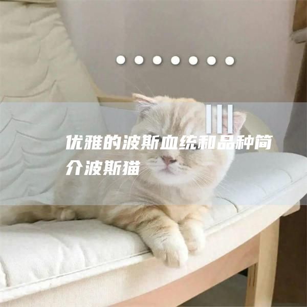 优雅的波斯血统和品种简介波斯猫