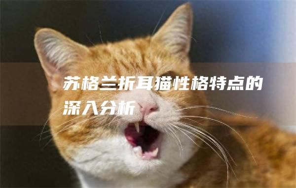 苏格兰折耳猫性格特点的深入分析