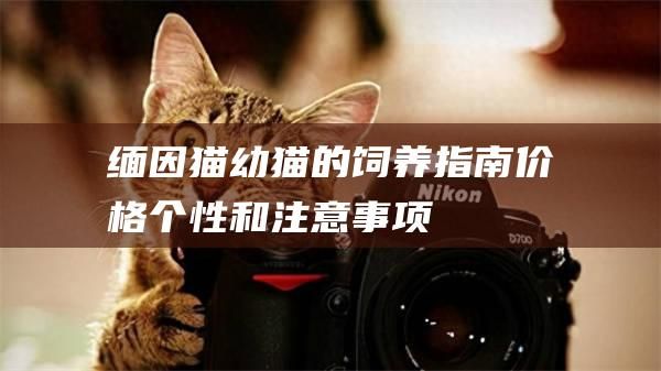 缅因猫幼猫的饲养指南价格个性和注意事项