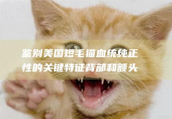 鉴别美国短毛猫血统纯正性的关键特征背部和额头