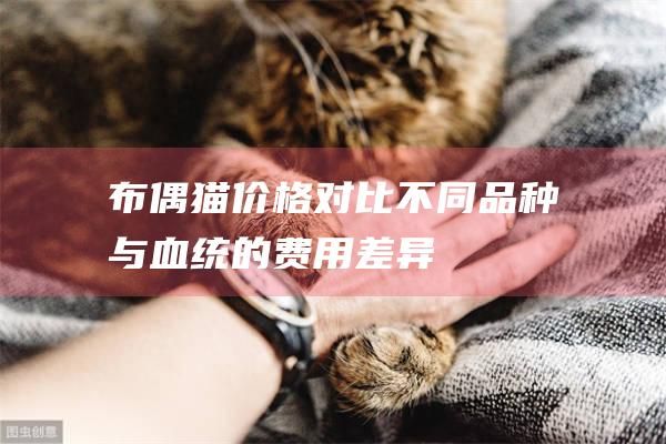 布偶猫价格对比不同品种与血统的费用差异