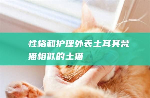 性格和护理外表土耳其梵猫相似的土猫