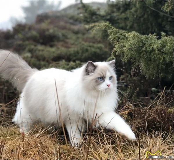 有这几个特征的“布偶猫”，说明血统很纯，你家猫有吗？