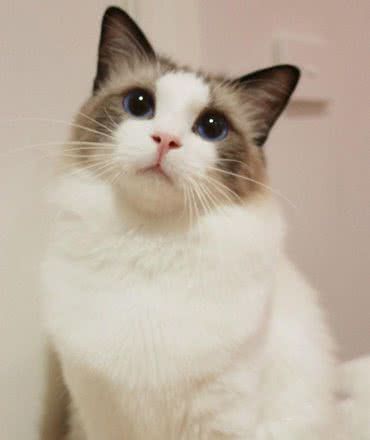 有这几个特征的“布偶猫”，说明血统很纯，你家猫有吗？