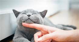 世界上最贵的几种猫,第一只可以说是无价之宝,你家猫上榜了吗?