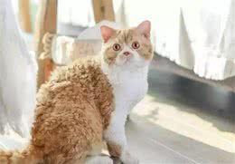 世界十大身价过万元的猫品种排行,最贵的堪称行走的人民币