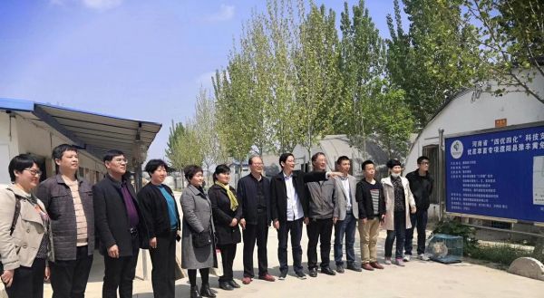 如何科学饲养豫丰黄兔（从选种到饲养的全方位指南）