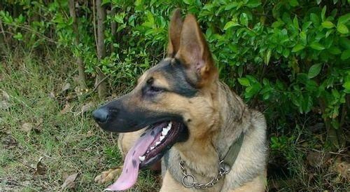 如何科学饲养中国昆明犬（关注健康，呵护忠诚——中国昆明犬饲养指南）