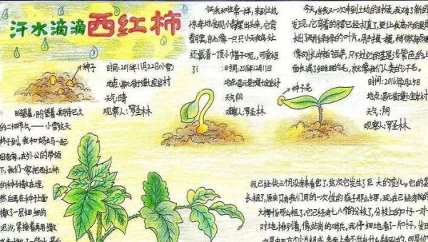 如何养护英种斑点兔——一份详细的饲养指南（宠物养护必备，打造健康快乐的兔子生活）
