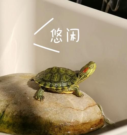 红纹锦龟饲养指南（科学养殖，让宠物更健康）