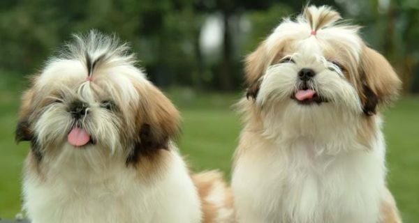 猎犬的饲养指南（了解猎犬的特点，让你的宠物更健康快乐）
